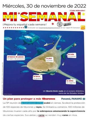 Mi Semanal - diciembre 2022